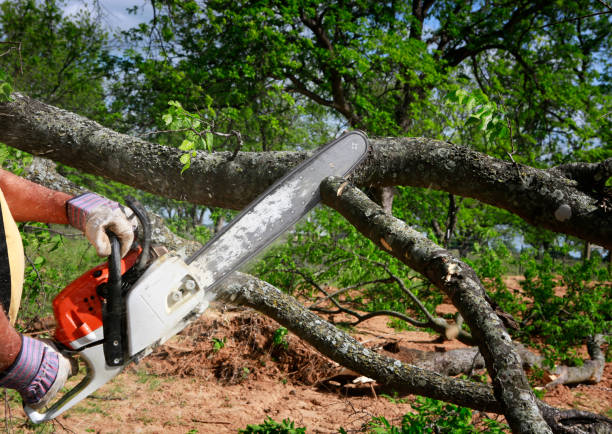 Best Seasonal Cleanup (Spring/Fall)  in Port Edwards, WI